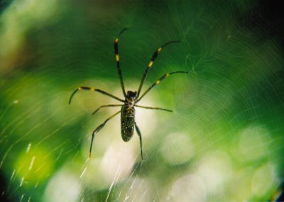 Aranha teia dourada_Nephila clavipes (2)