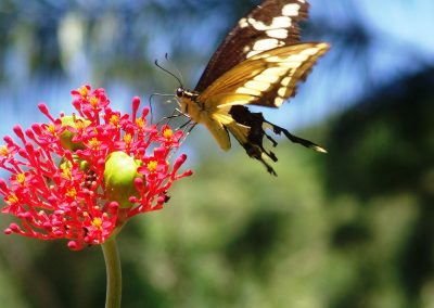 Borboleta no jardim