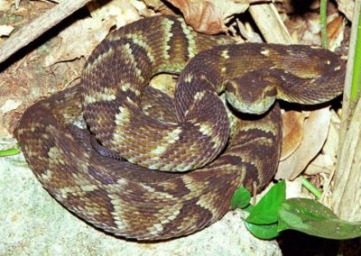 Cobra Rateira_Malpolon Monspessulanus