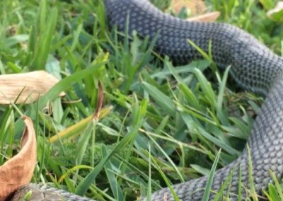 Cobra d´água_Helicops angulatus