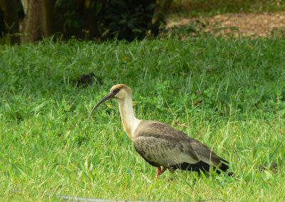 Curicaca_Theristicus caudatus