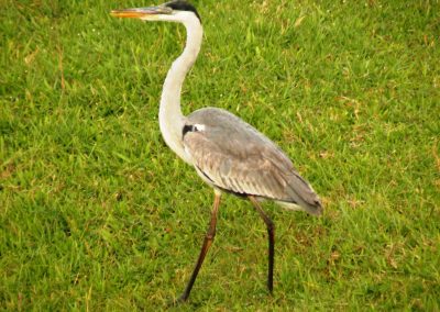 Garça Moura_Ardea cocoi