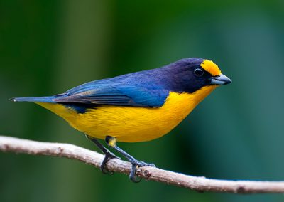 Gaturamo_Euphonia violacea