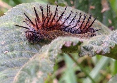 Lagarta de fogo_Lonomia sp