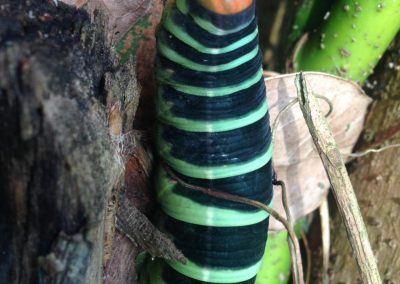 Lagarta mariposa_Pseudosphinx tetrio