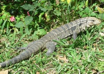 Lagarto Teipu_Tupinambis marianea