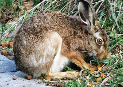 Lebre Comum_Lepus capensis