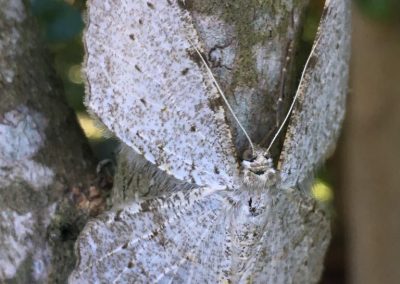 Mariposa branca_Epimecis puellaria