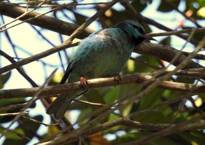 Sai azul - Dacnis cayana_ Foto Geraldo Apratto