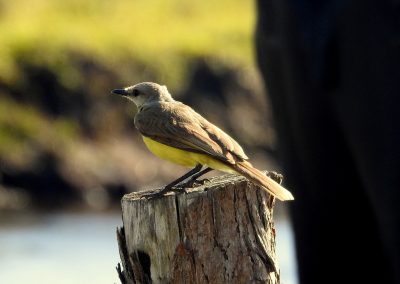 Suiriri cavaleiro - Machetornis rixosa_ Foto Geraldo Apratto