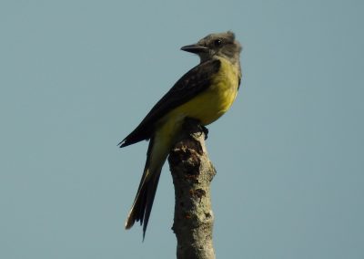 Suiriri_ Tyrannus melancholicus - Foto Geraldo Apratto