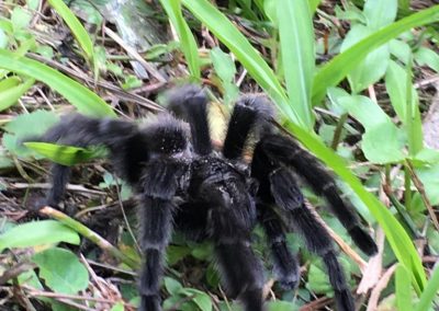 Tarântula_Grammostola pulchra