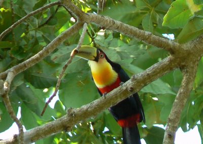 Tucano Bico Verde-Ramphastos dicolorus