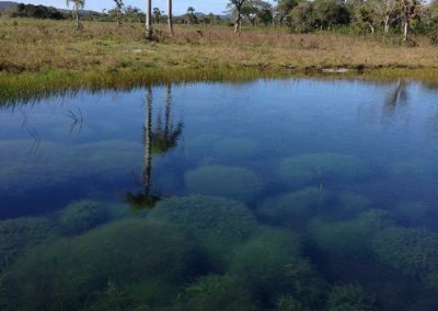 Lago com Macrofitas