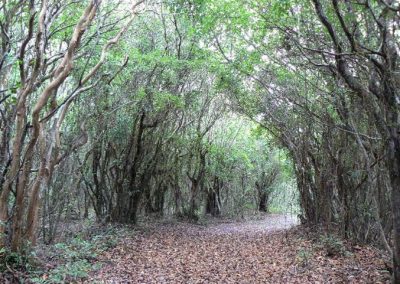 Tunel Verde