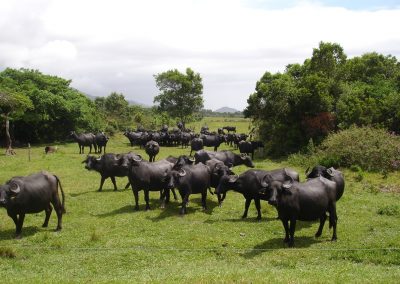 Criação de Búfalos