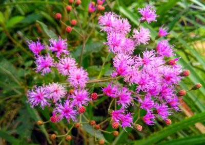 Assa Peixe - Vernonia polysphaera