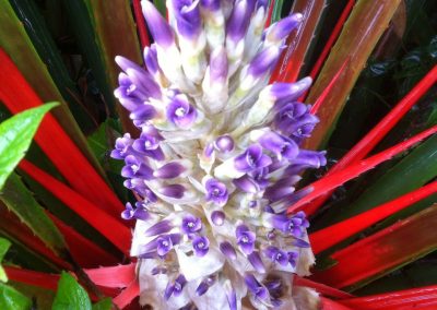 Bromelia banana do mato_Bromelia antiachanta