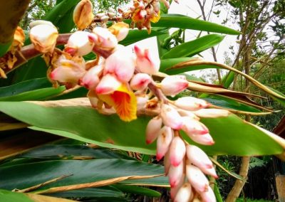 Falso cardamomo _Alpinia zerumbet