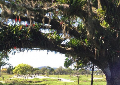 Figueira branca _Ficus organensis