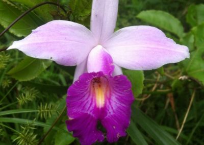 Orquidea Bambu_ Arundina graminifolia