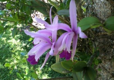 Orquidea _Cattleya intermedia