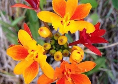 Orquidea da praia_Epidendrum fulgens