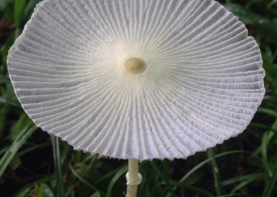 cogumelo_Coprinus Pricatilis