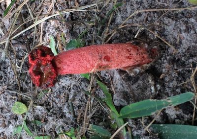 Cogumelo Gaiola do chifre fedido_Clathrus ruber