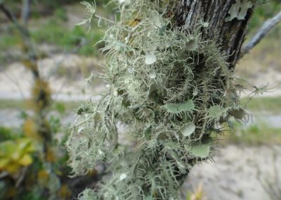 Liquens fruticoso_Usnea florida